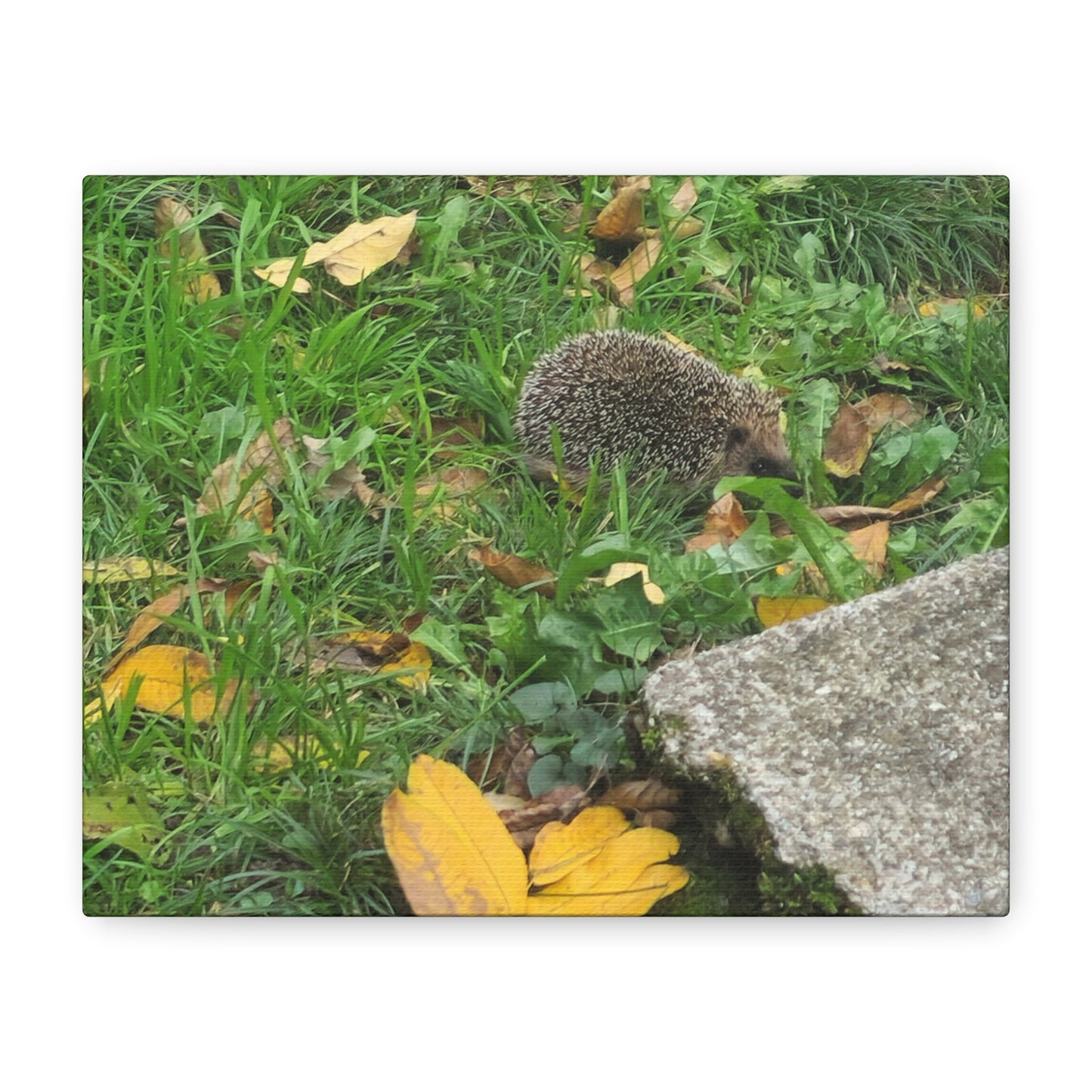 Swiss Hedgehog Wall Art Print | 12" x 9" Horizontal Dimensions