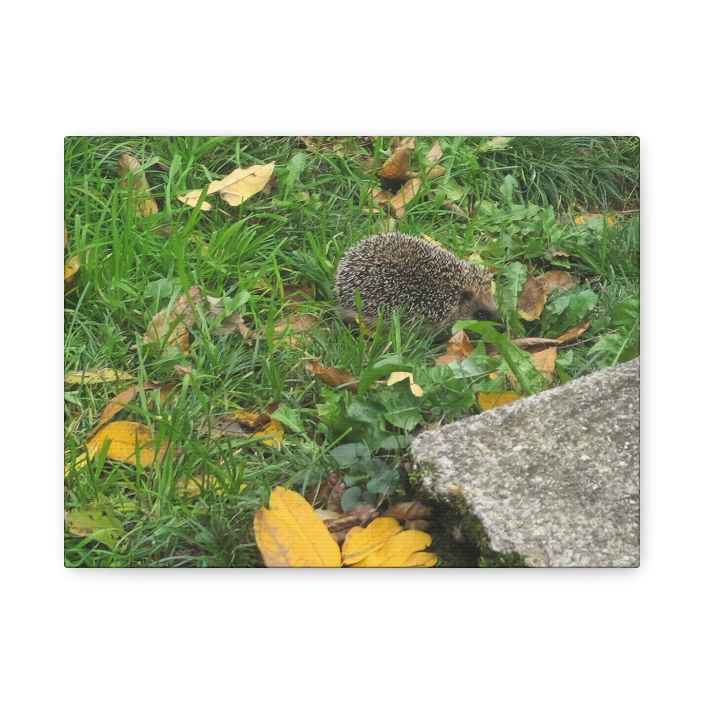 Swiss Hedgehog Wall Art Print | 12" x 9" Horizontal Dimensions