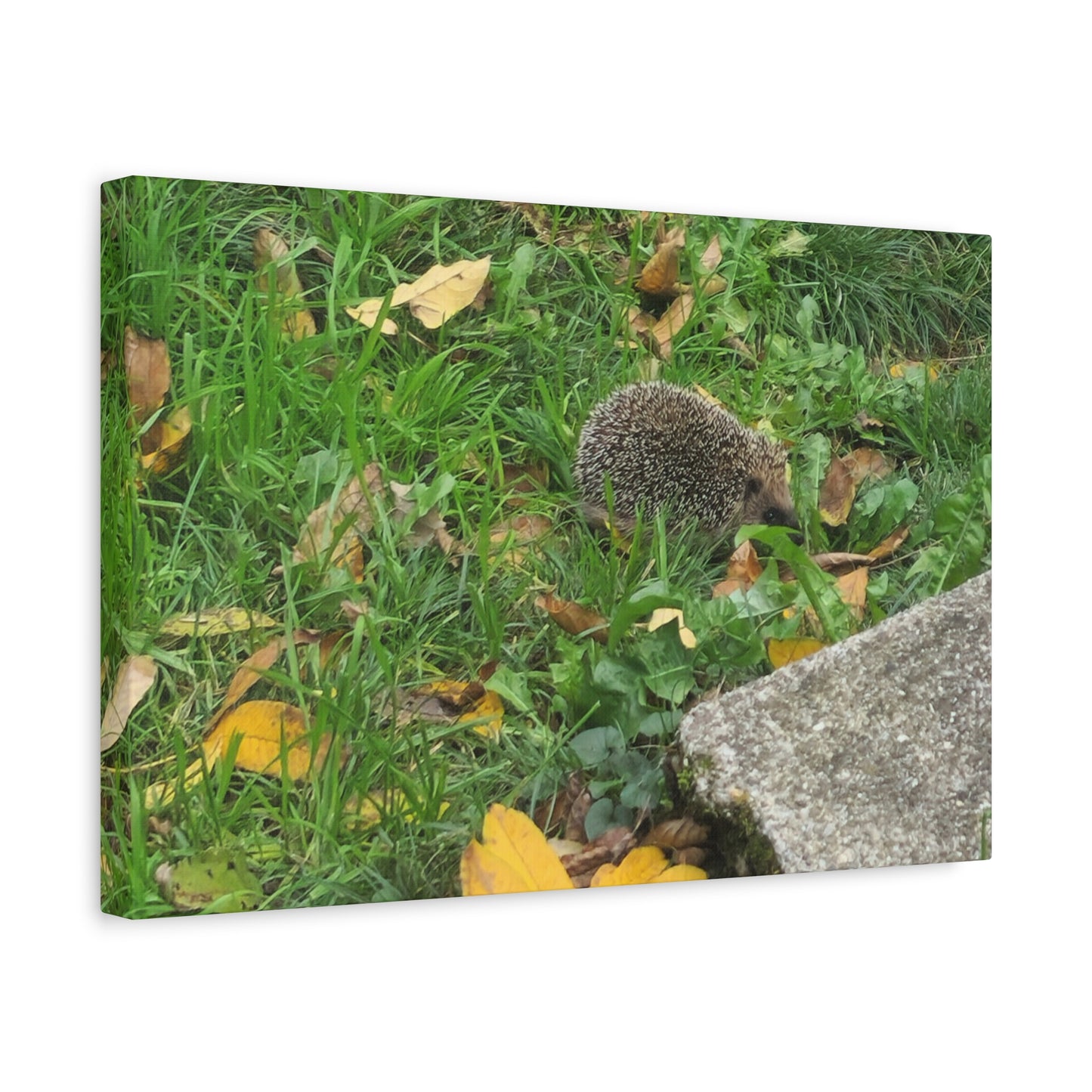 Swiss Hedgehog Wall Art Print | 12" x 9" Horizontal Dimensions