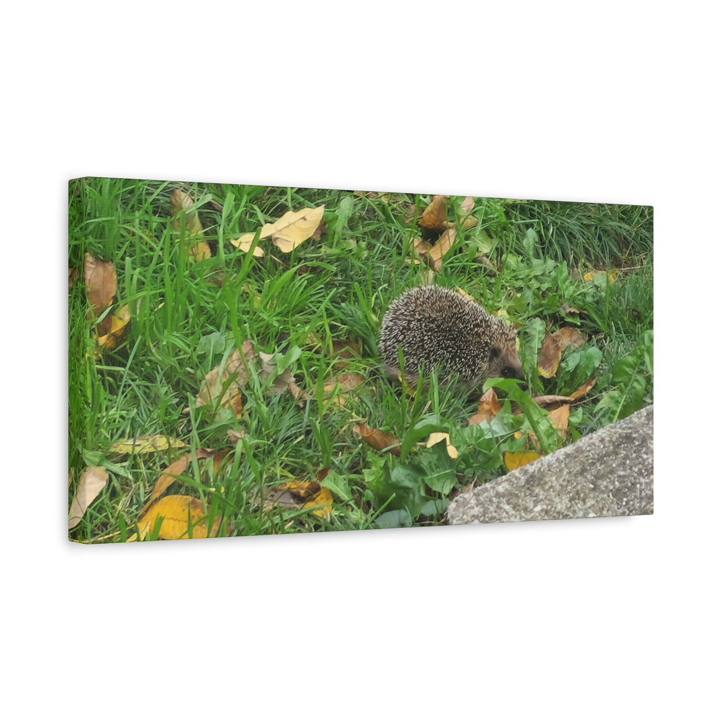 Swiss Hedgehog Wall Art Print | 12" x 9" Horizontal Dimensions