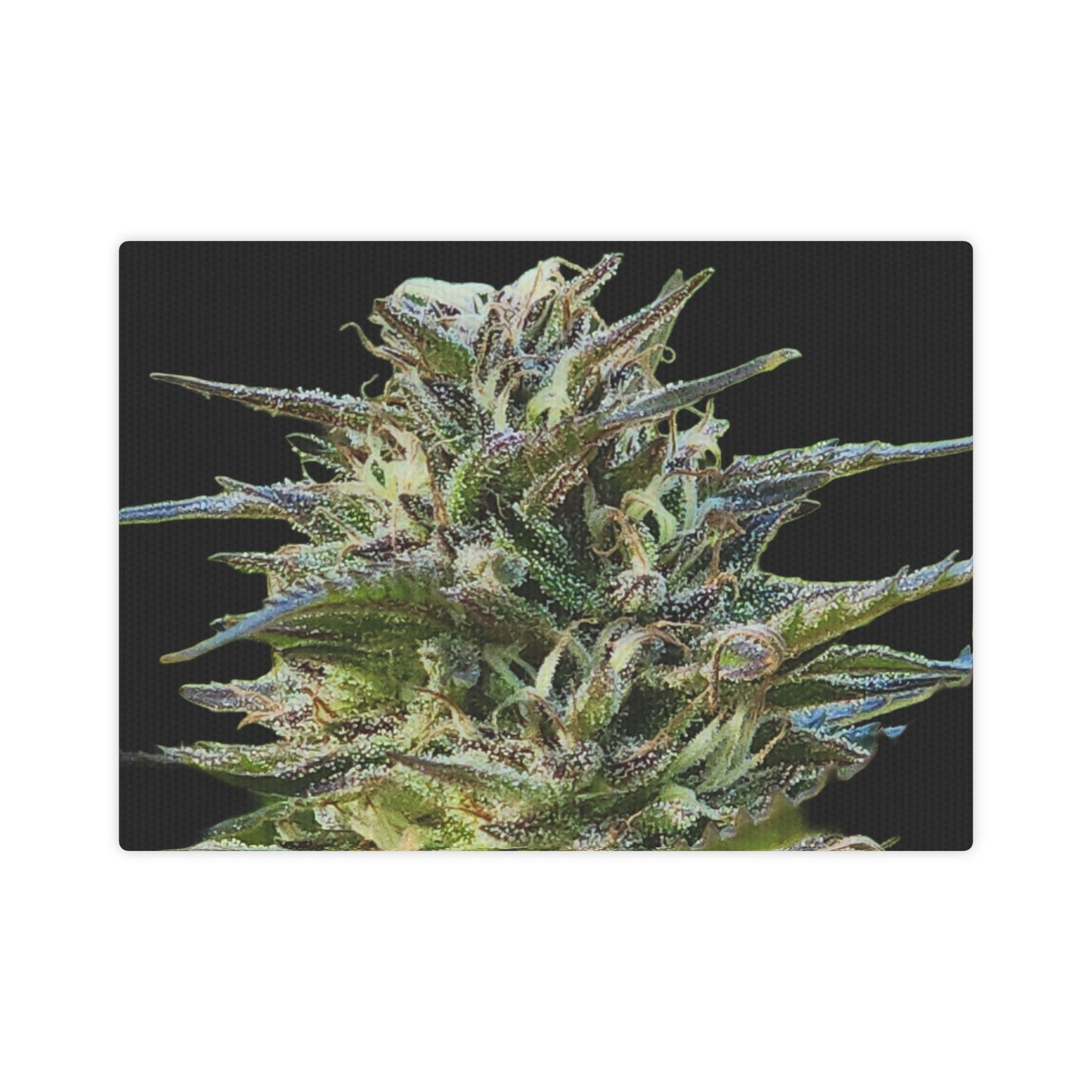 Cannabis Flower Photo Print Collection - Bud x #1 - 7 x 5 Horizontal Size