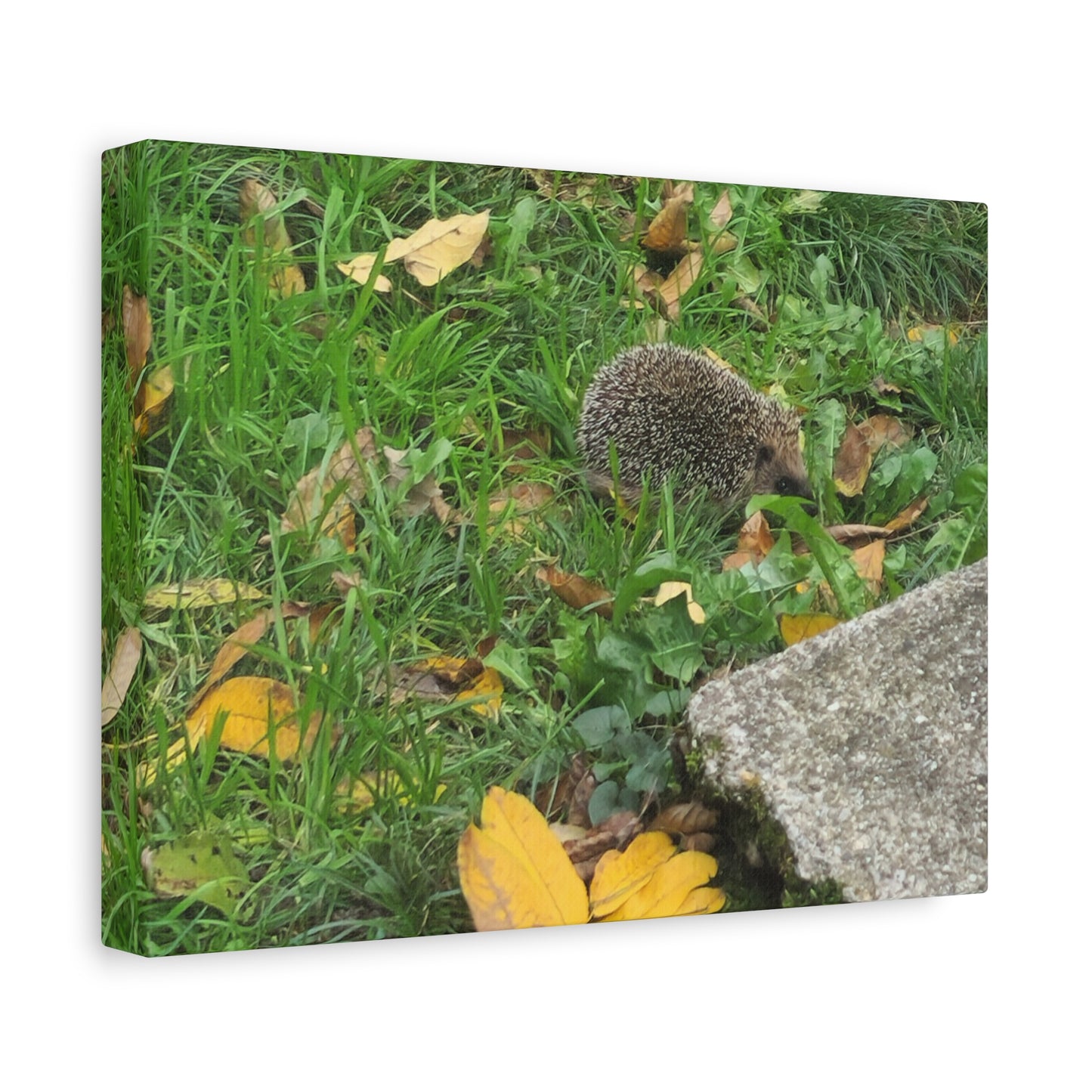 Swiss Hedgehog Wall Art Print | 12" x 9" Horizontal Dimensions