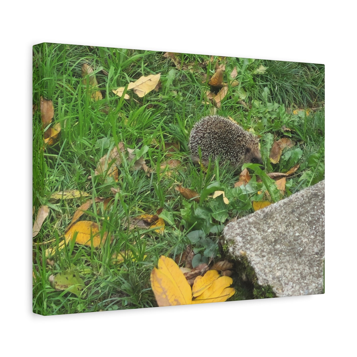 Swiss Hedgehog Wall Art Print | 12" x 9" Horizontal Dimensions