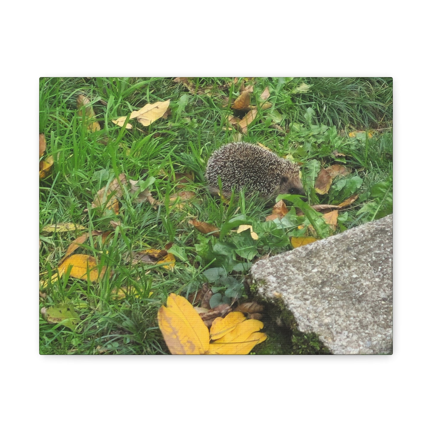 Swiss Hedgehog Wall Art Print | 12" x 9" Horizontal Dimensions