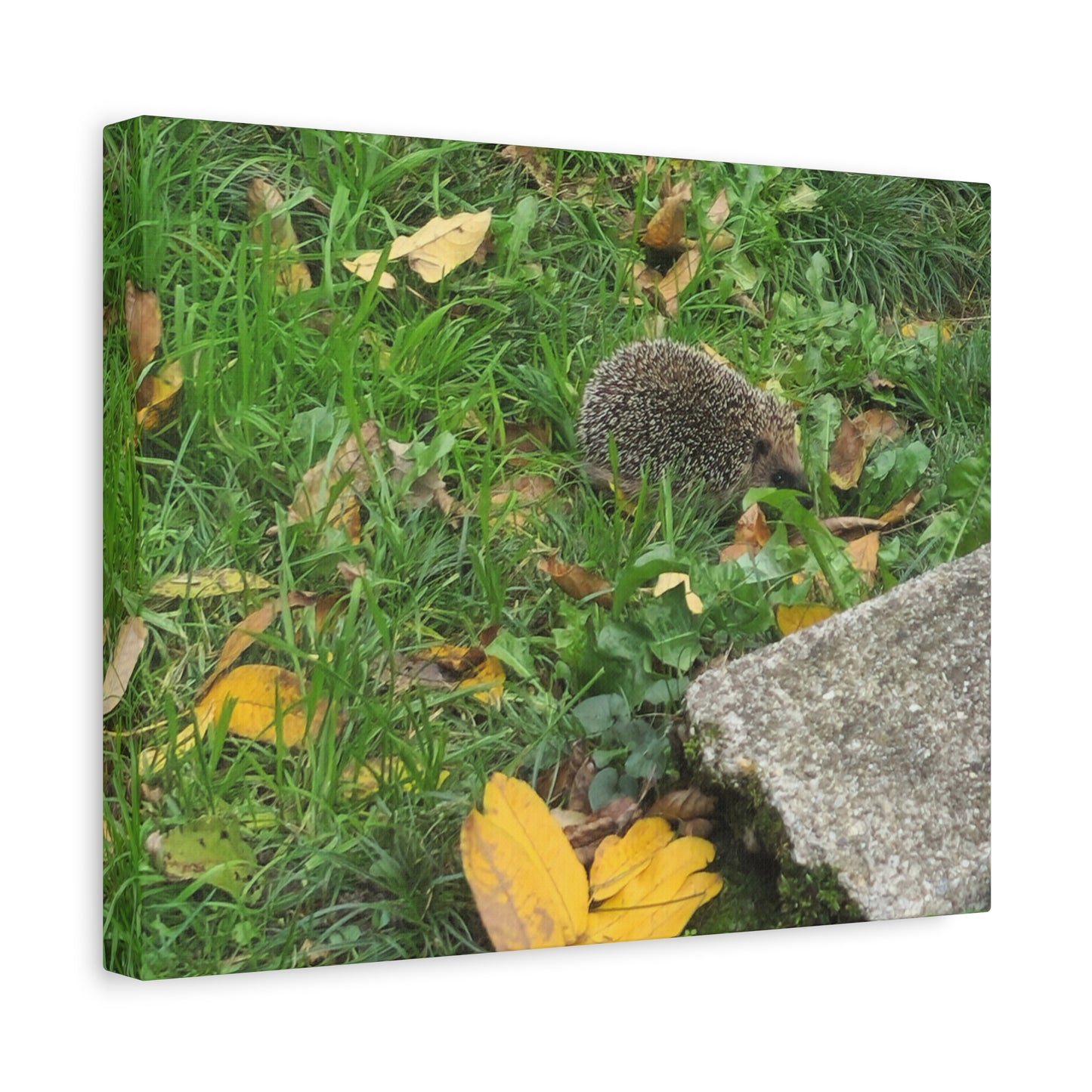 Swiss Hedgehog Wall Art Print | 12" x 9" Horizontal Dimensions