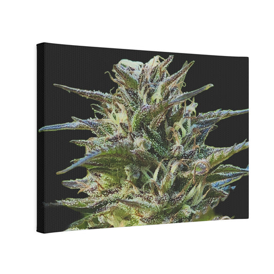 Cannabis Flower Photo Print Collection - Bud x #1 - 7 x 5 Horizontal Size