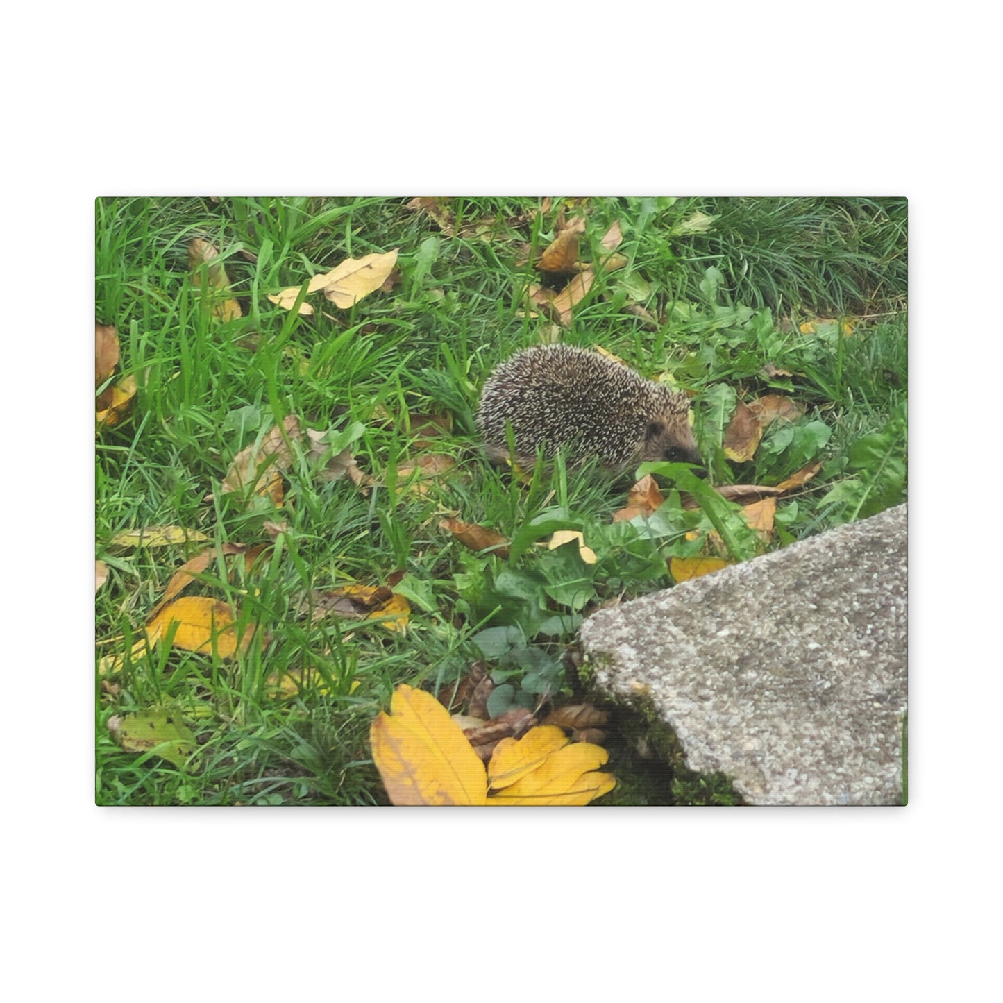 Swiss Hedgehog Wall Art Print | 12" x 9" Horizontal Dimensions