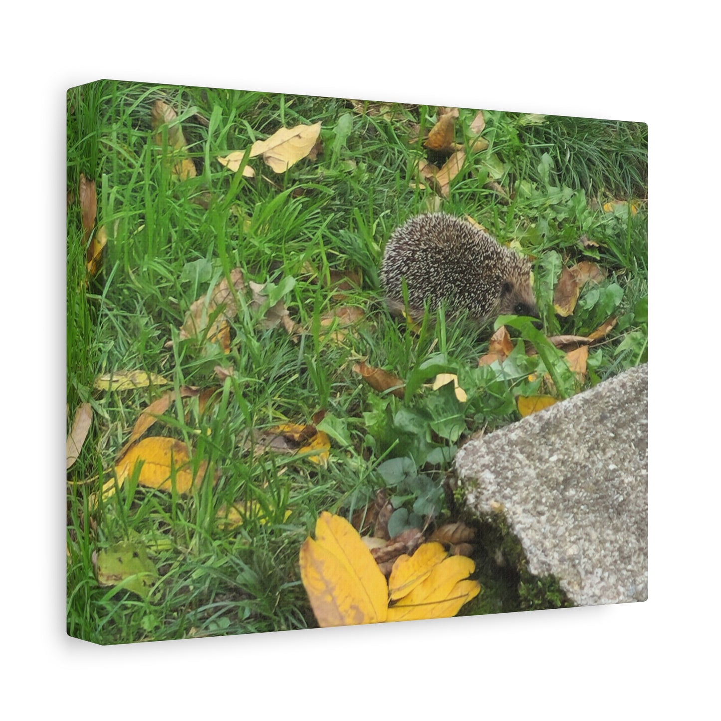 Swiss Hedgehog Wall Art Print | 12" x 9" Horizontal Dimensions